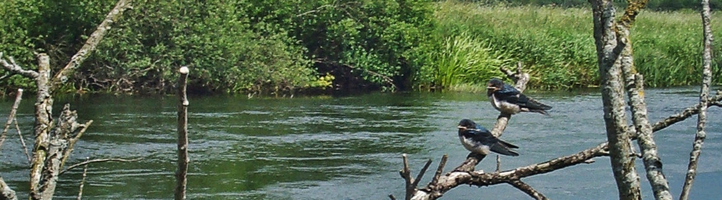Billede 008 310.jpg