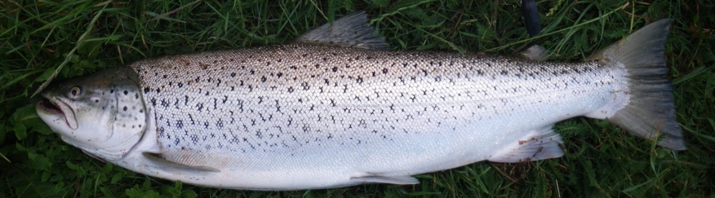 Banner1.jpg